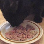 Breakfast With Boo - Cat Mukbang - Cat Eating Food Breakfast With Boo - Cat Mukbang - Cat Eating Food