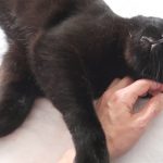October Is International Black Cat Awareness Month