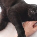 There's Nothing Scary About Boo #blackcatlove