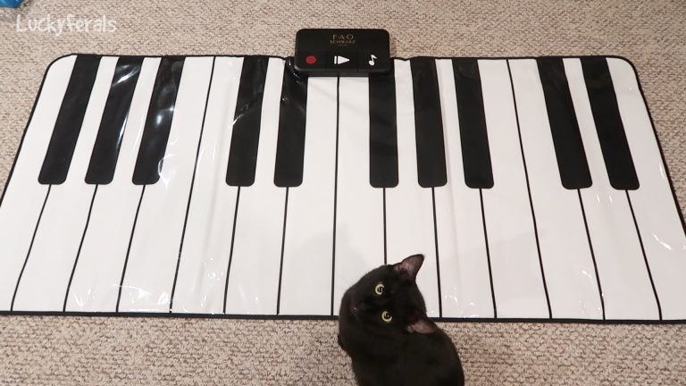 Black Cat With His Piano