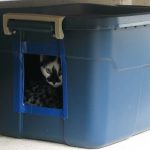 10 Ways To Get A Cat To Use A Feral Cat Shelter