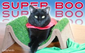 Super Boo The Black Cat Superhero
