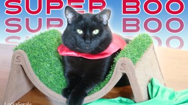 Super Boo The Black Cat Superhero