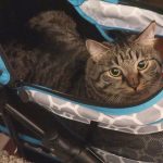Boo Year 2 # 35 - A Vet Appointment For Boo, Catit Flower Fountain, Simba In The Cat Stroller