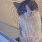 Boo Year 2 # 42 Pyrantel Pamoate For Cats, Reese's Pinworm Medicine, Snow Globes Are Toxic To Cats