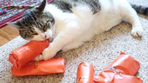 cat opening presents