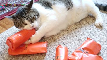 cat opening presents