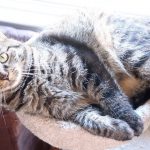 Boo Year 2 # 66 - Wegman’s Nature Cat Food, Brother Cats Grooming, Boo Jumped On Splash Boo Year 2 # 66 - Wegman’s Nature Cat Food, Brother Cats Grooming, Boo Jumped On Splash