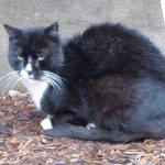 Boo Year 2 # 90 - Beautiful Cats, Sleeping In Splash’s Room, Handsome Hydrox