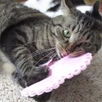 DIY Valentine's Day Cat Toys - The Dollar Tree