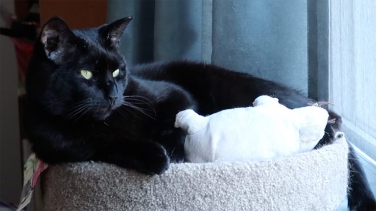 Boo Y2 E146 cat vlog