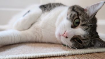 Boo Y2 E147 stella laying on the rug