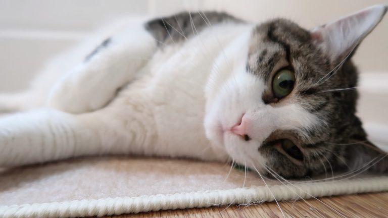 Boo Y2 E147 stella laying on the rug