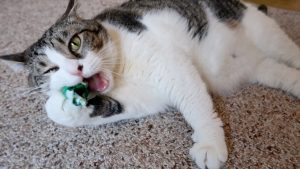 DIY Catnip Candy Cat Toy