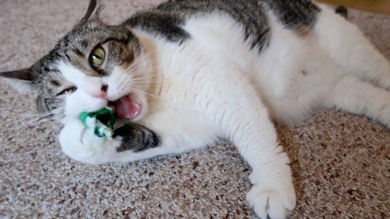 DIY Catnip Candy Cat Toy