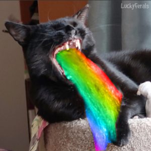 cat vomiting rainbow