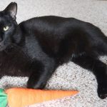 Boo Year 2 # 169 - Mail Time And Easter Carrots For The Cats Boo Year 2 # 169 - Mail Time And Easter Carrots For The Cats