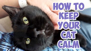 keep your cat calm