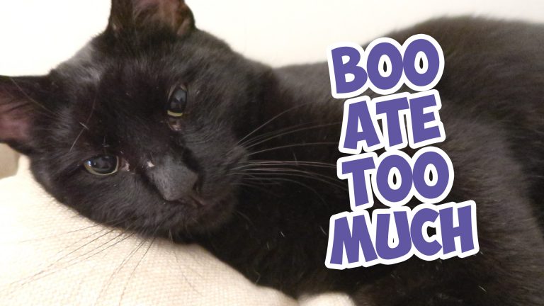 boo ate too much