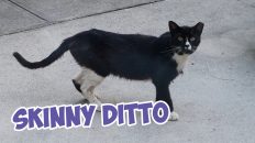 skinny ditto