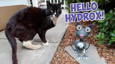 hydrox and the solar cat