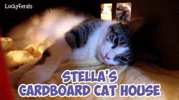 stella laying in her cardboard cat house