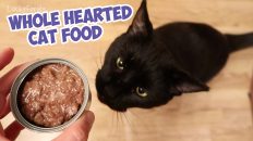whole hearted cat food review