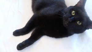 Boo laying on the bed