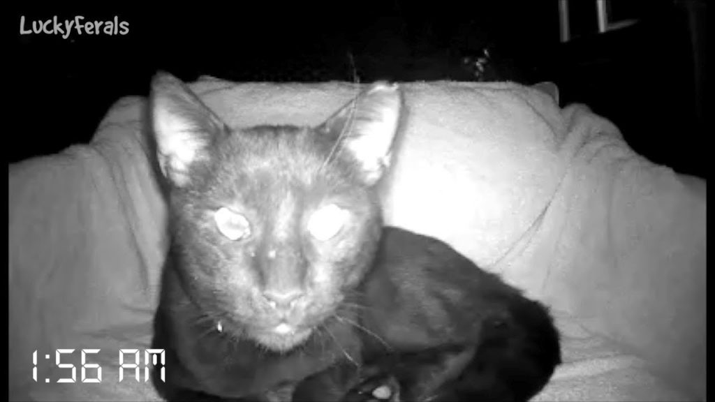 What Does A Feral Cat Do At Night? How Much Does A Feral Cat Sleep? Cat