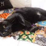 Spooked Cats, Boo’s Big Breakfast, Hydrox and Ditto - S3 E30 Spooked Cats, Boo’s Big Breakfast, Hydrox and Ditto - S3 E30