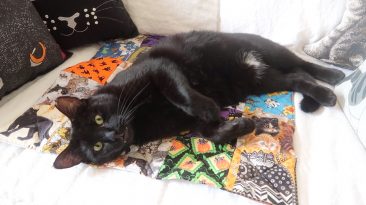 black cat sleeping on sofa