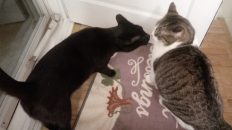 cat kiss
