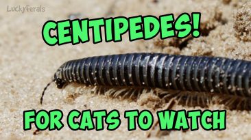 centipedes video for cats to watch