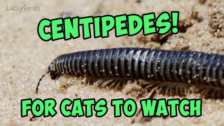 centipedes video for cats to watch