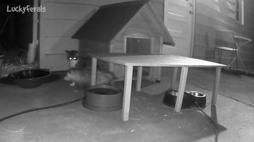 feral cats caught on camera