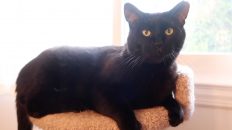 black cat on cat tower