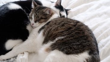 Cats Cuddling