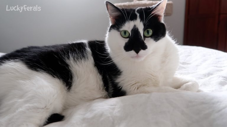 Lucky Ferals Patreon