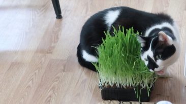 cat eating cat grass