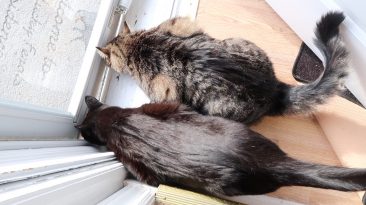 cats by the back door