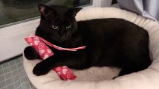 black cat and his toy
