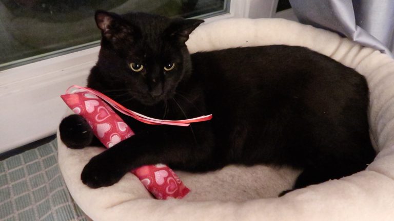 black cat and his toy