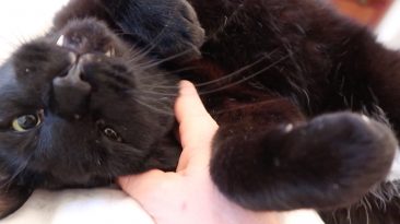cuddly black cat