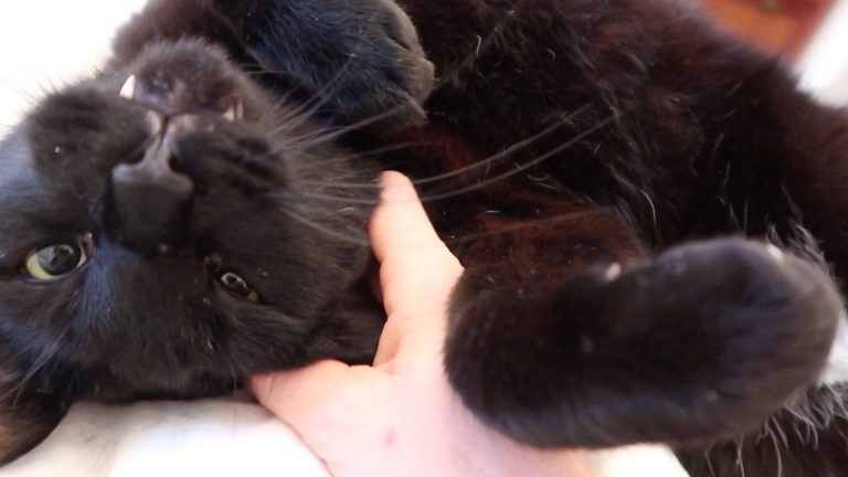 cuddly black cat