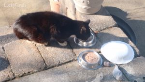 feral cat eating food
