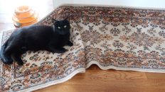 black cat on a messed up rug