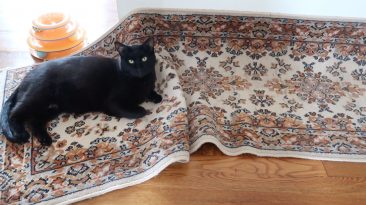 black cat on a messed up rug