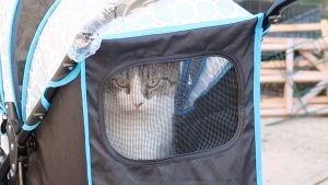 cat in a stroller