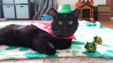 St Patricks Day Cat