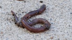 earthworm for cats to watch